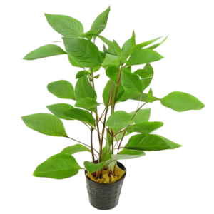 Five Potted Plants Cherry Leaf Plant Hygrophila Corymbosa