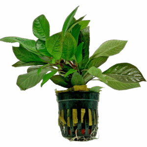 Five Potted Plants Temple Plant Hygrophila Corymbosa