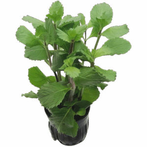 Five Potted Plants Submersed Water Wisteria Plant Hygrophila Difformis