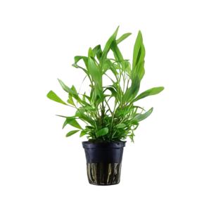 Five Potted Plants Siamese Hygro Plant Hygrophila Siamensis