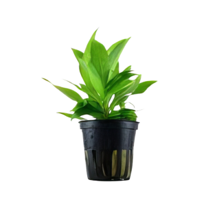 Five Potted Planted Broad Leaf Plant Hygrophila Stricta