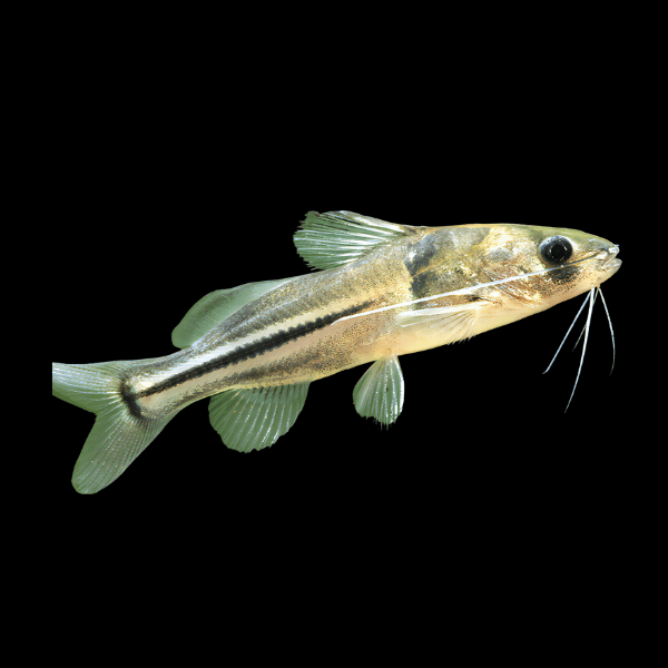 Imitator Catfish Brachyrhamdia Meesi 6cm