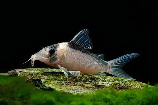 Assorted Corydoras Catfish 3cm - Image 10