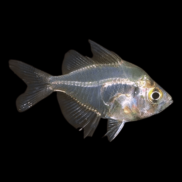 Indian Glass Fish Parambassis Ranga 3cm