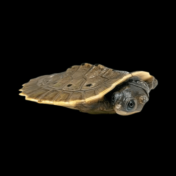 Indonesian Snapping Turtle Elseya Branderhorsti Juvenile 10cm