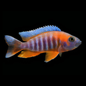 A1 Aulonocara Jacobfreibergi Peacock Malawi African Cichlid 10cm – Auction