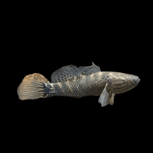 Jade Sleeper Goby Dormitator Maculatus 10cm