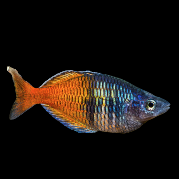 Jantan Boesemani Rainbow Fish Melanotaenia Boesemani 5cm
