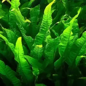 Five Bunched Plants Java Fern Microsorium Pteropus