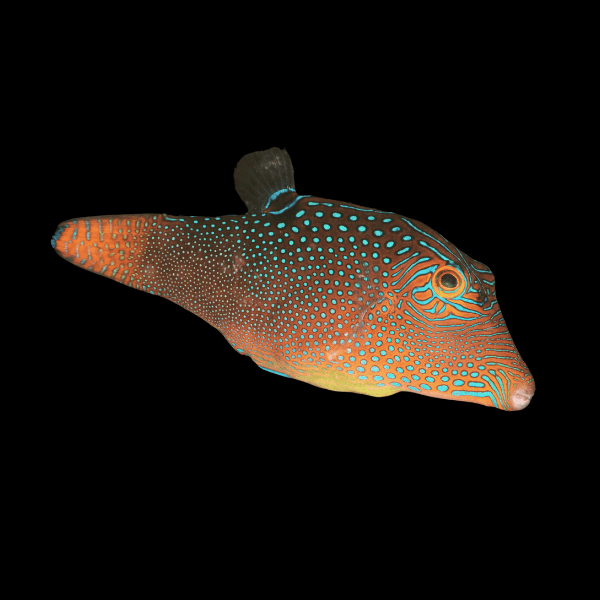 Jewel Solandri Pufferfish Canthigaster Solandri