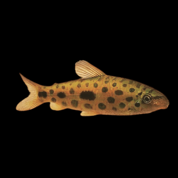 Jewel Spotted Anostomid Hypomasticus Megalepis 6cm