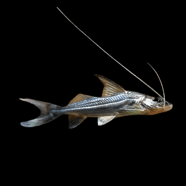 Jumper Catfish Pimelodus Celestis 12cm