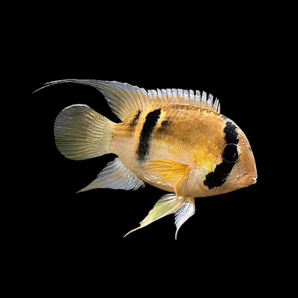 Keyhole Cichlid Cleithracara Maronii 5cm