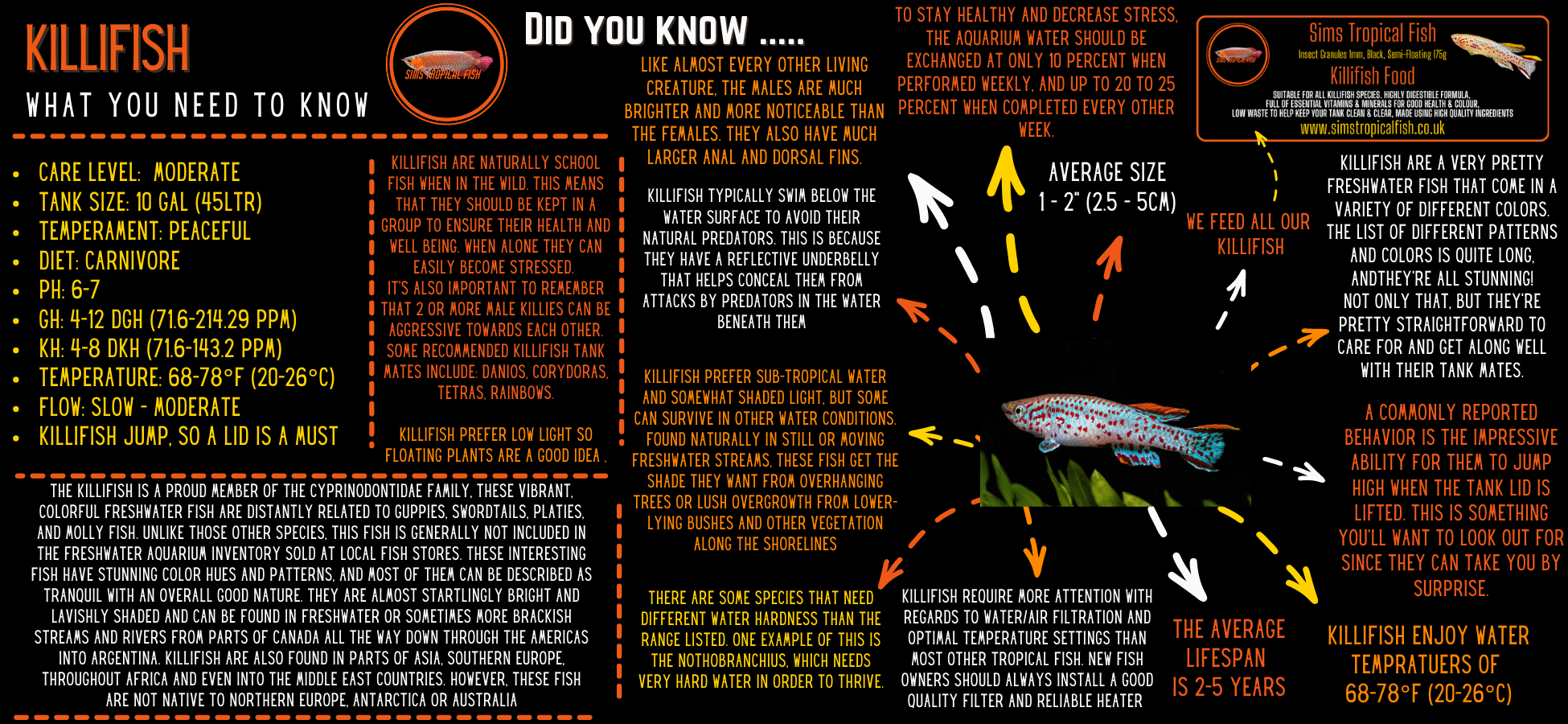 Scarlet Badis Dario Dario - 3cm - Image 3