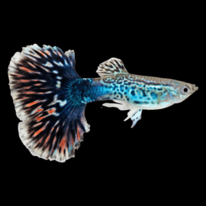 King Cobra Guppy Poecilia Reticulata 3cm