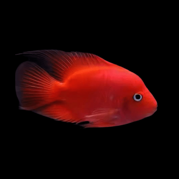 King Kong Red Parrot Fish Hybrid Amphilophus citrinellus √ó Vieja melanurus 10cm