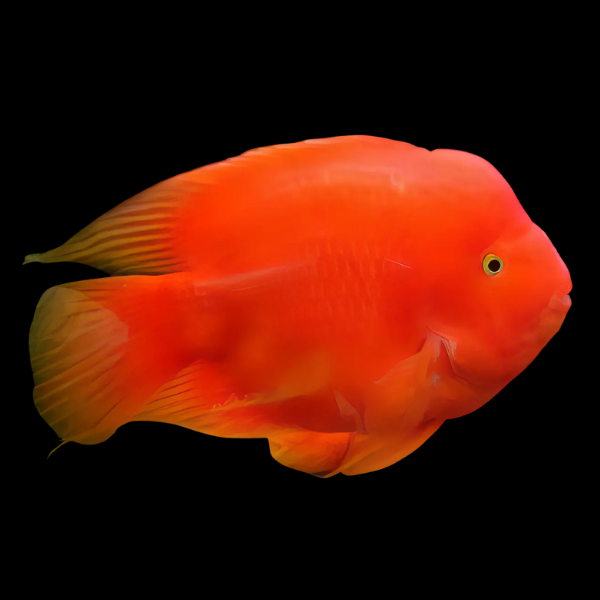 King Kong Yuan Bao Parrot Fish Cichlasoma Sp 15cm