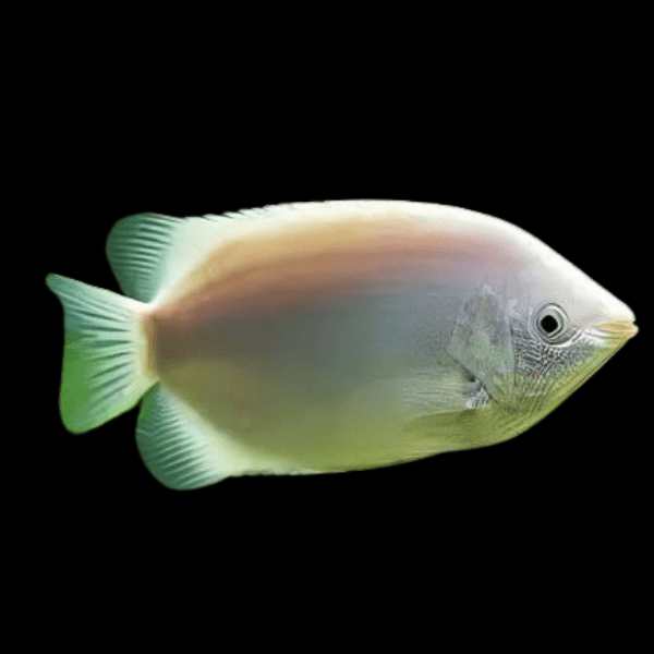 Kissing Gourami Helostoma Temminckii 5cm