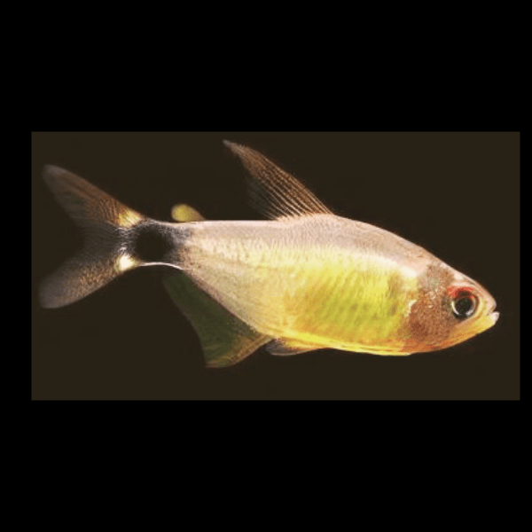 Kitty Tetra Hyphessobrycon Heliacus 2cm