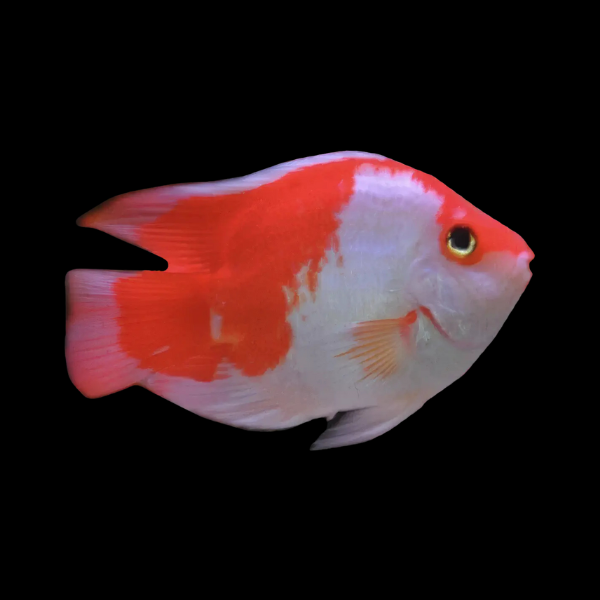 King Kong Kohaku Parrot Fish Hybrid Amphilophus Citrinellus √ó Vieja melanurus - 10cm