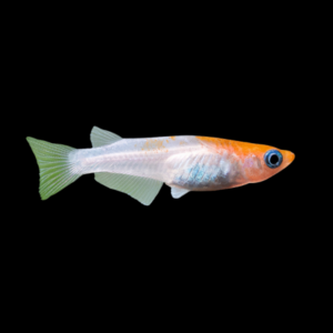 Kohaku Rice Fish Oryzias Latipes – 3cm
