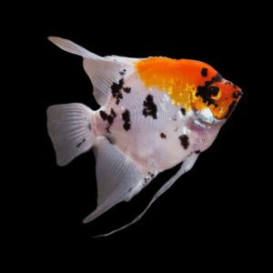 Koi Angelfish Pterophyllum Scalare