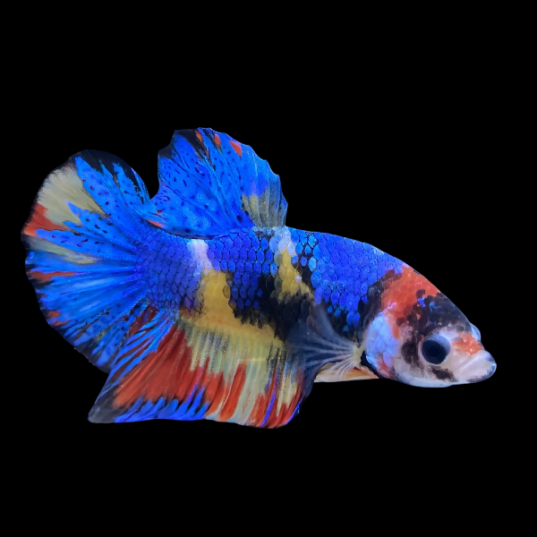 Koi Betta Female Blue Base 3cm