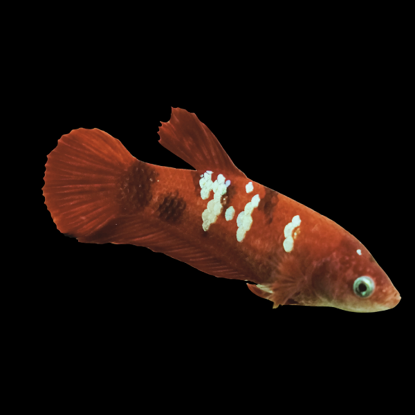 Koi Betta Female Burgundy Base 3cm