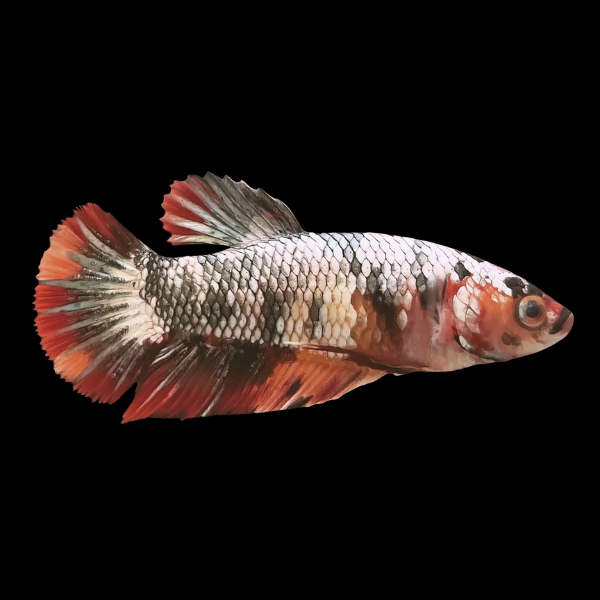 Koi Betta Female Metallic 3cm