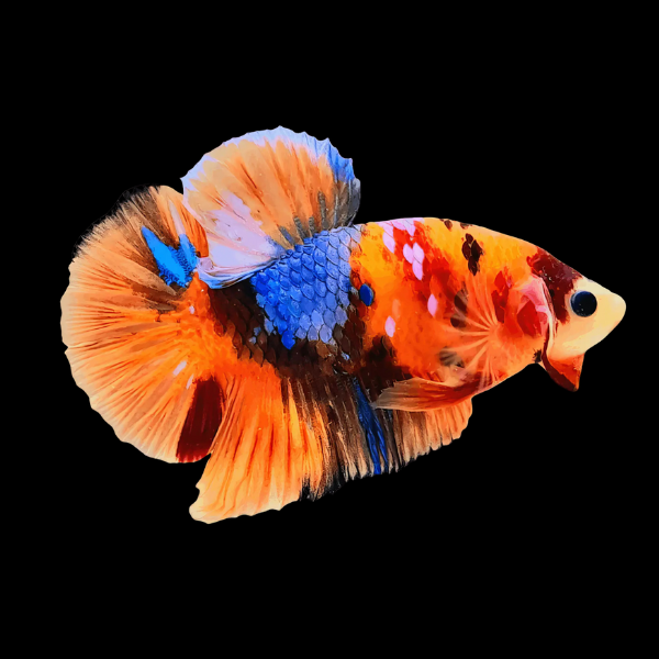 Koi Betta Female Orange Base 3cm