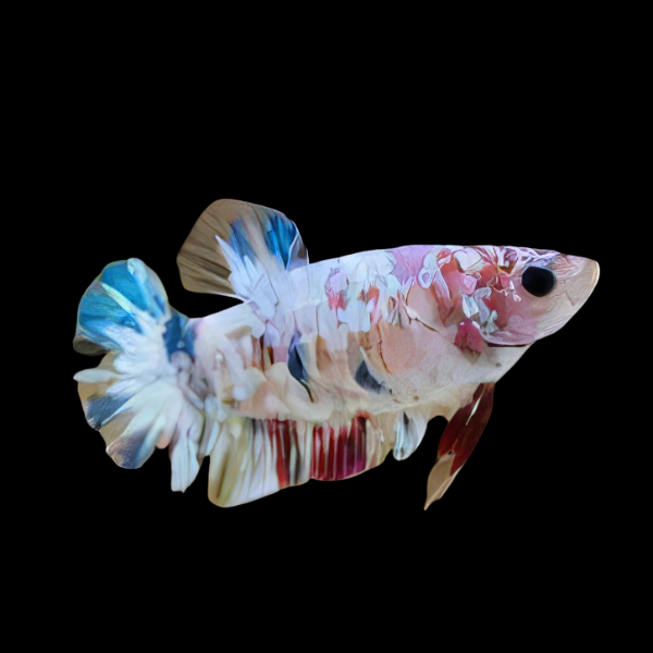 Koi Betta Female White Base 3cm