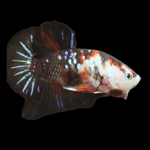 Koi Betta Male Black Base 3cm