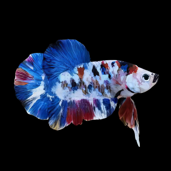 Koi Betta Male Blue Base 3cm