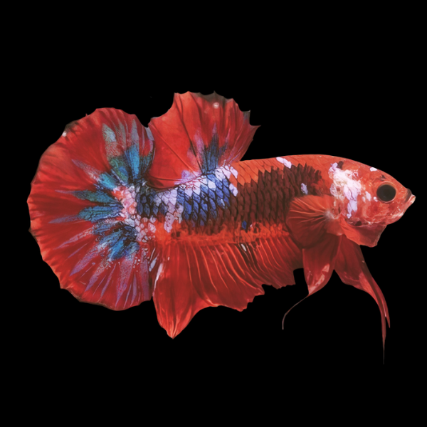 Koi Betta Male Burgundy Base 3cm