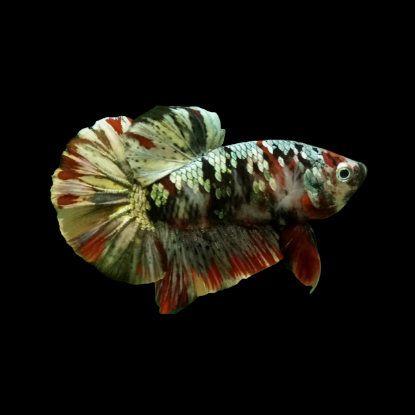 Koi Betta Male Emerald Base 3cm