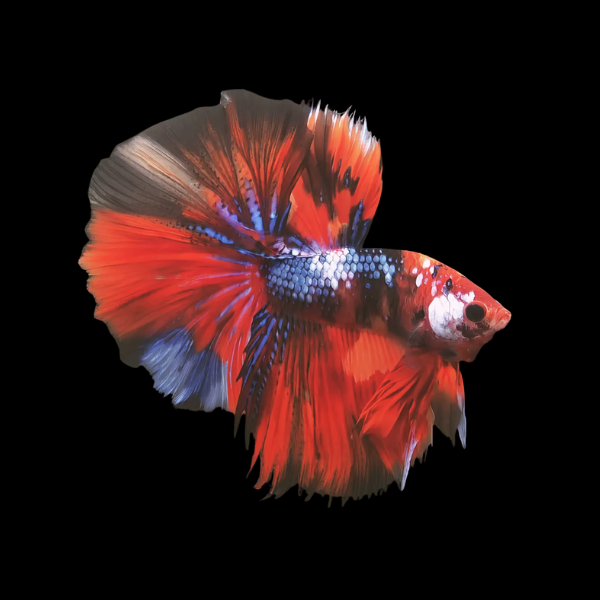Koi Betta Male Long Fin 3cm