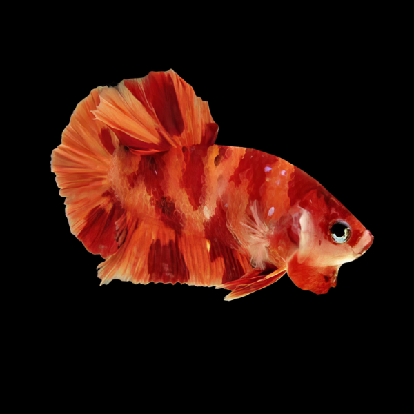 Koi Betta Male Nemo 3cm