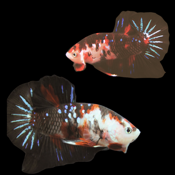 Koi Betta Pair Male & Female Black Base 3cm