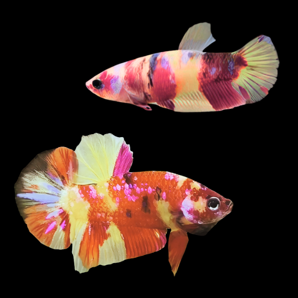 Koi Betta Pair Male & Female Candy 3cm