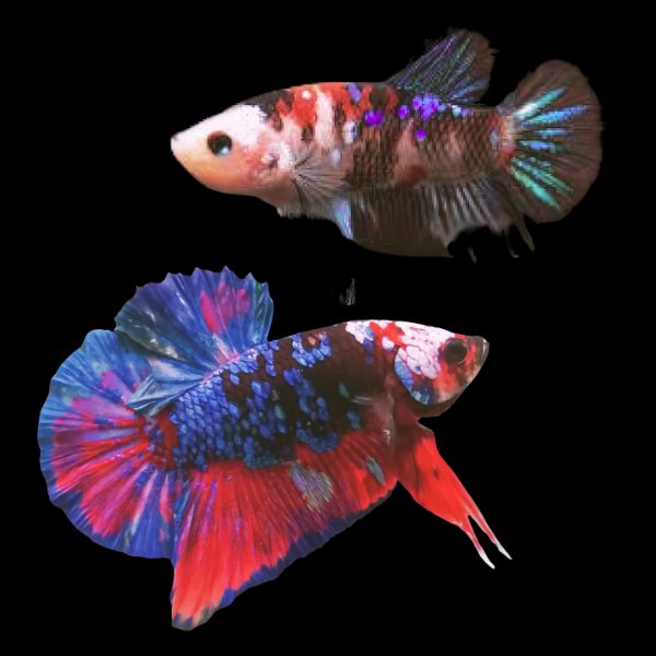 Koi Betta Pair Male & Female Galaxy 3cm