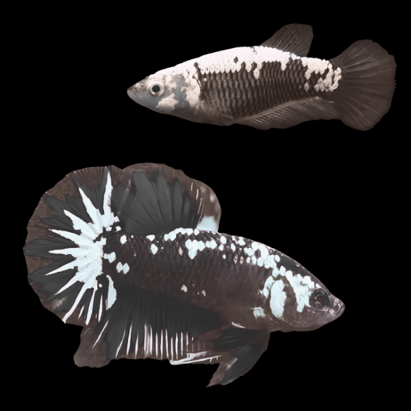 Premium Betta Pair Male & Female Samurai Black 3cm