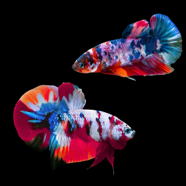 Koi Betta Pair Male & Female Tri Colour 3cm