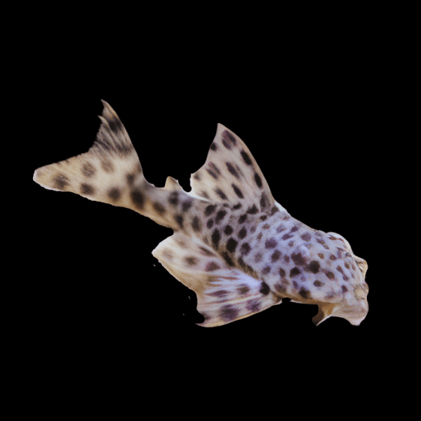 L006 Brown Dot Pleco Peckoltia Oligospila 5cm