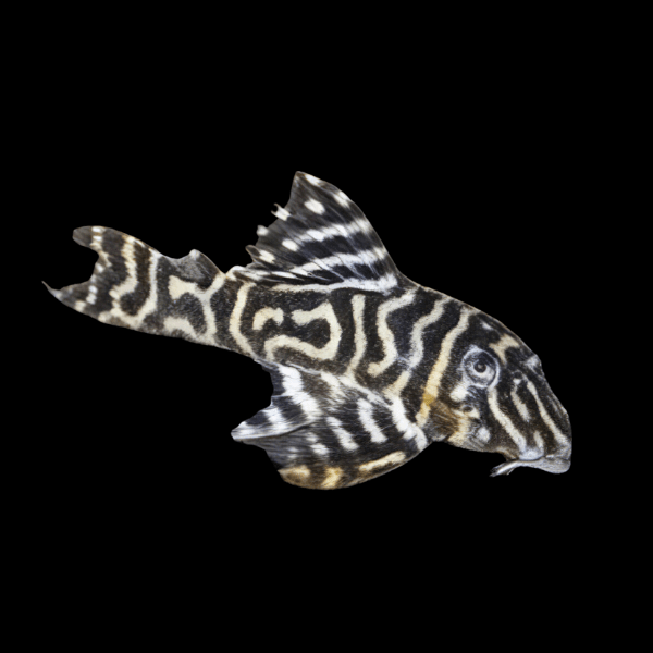 L129 Colombian Zebra Pleco Hypancistrus Debilittara 5cm