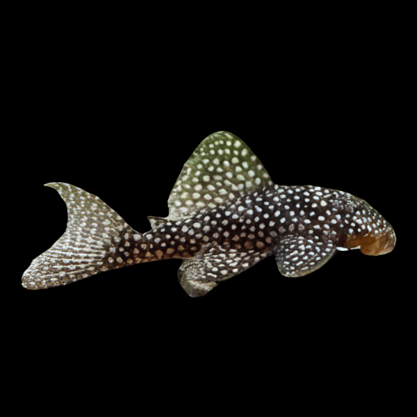 L136 Demini Angelicus Pleco Hypancistrus Sp Spotted 5cm