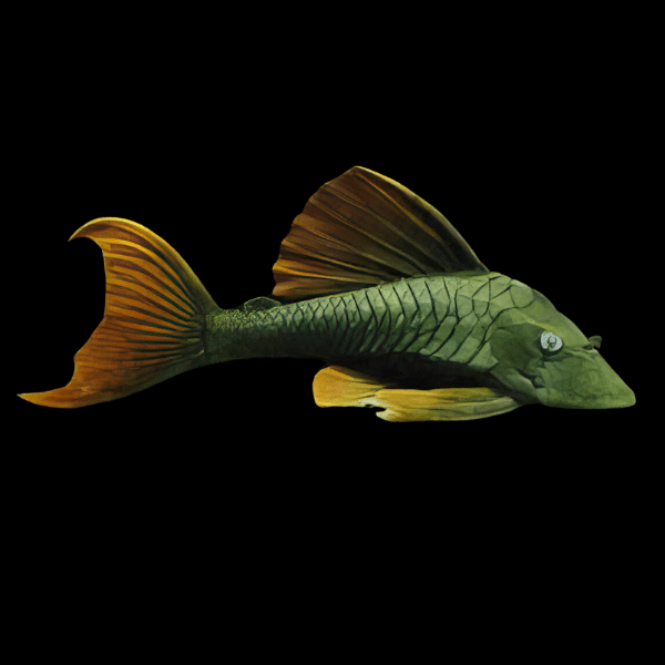 L137 Blue eyed Red Fin Pleco Hypostomus Soniae 6cm