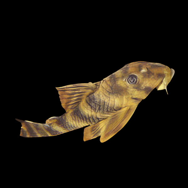 L15 Candy Stripe Pleco Pectolia Vittata 6cm