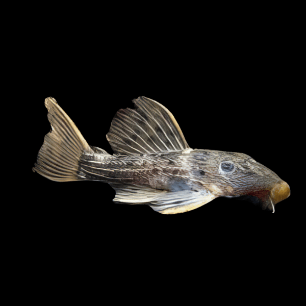 L160 Spiny Monster Pleco Pseudacanthicus Spinosus 6cm