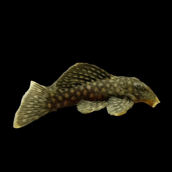L20 Polka Dot Pleco Spectracanthicus Zuanoni 6cm