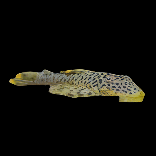 L244 Black Spotted Flyer Pleco Pseudolithoxus Dumus 6cm
